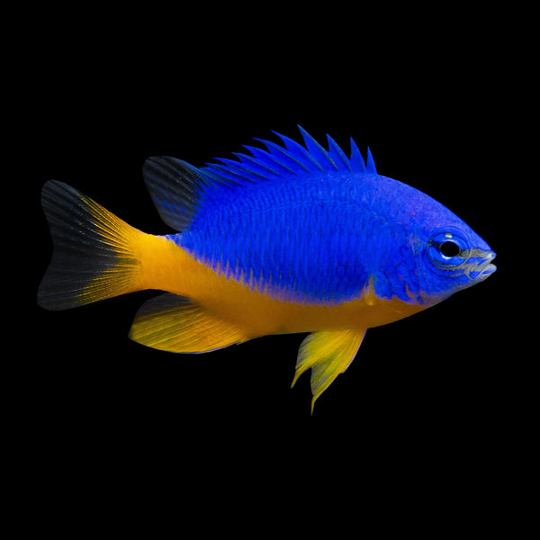 Azure Damsel (Chrysiptera Hemicyanea) saltwater aquarium fish