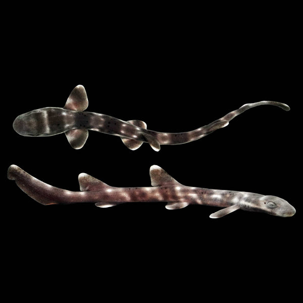 Bamboo Cat Shark (Chiloscyllium Punctatum) saltwater aquarium fish