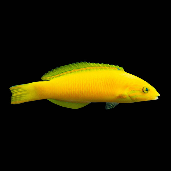 Banana Wrasse (Thalassoma Lutescens) saltwater aquarium fish