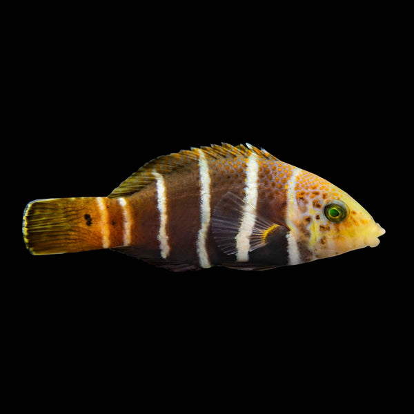 Barred Thicklip Wrasse (Hemigymnus Fasciatus) saltwater aquarium fish