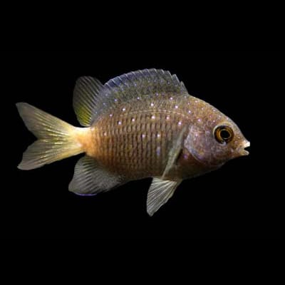 Bicolor Chromis (Pycnochromis Margaritifer) saltwater aquarium fish