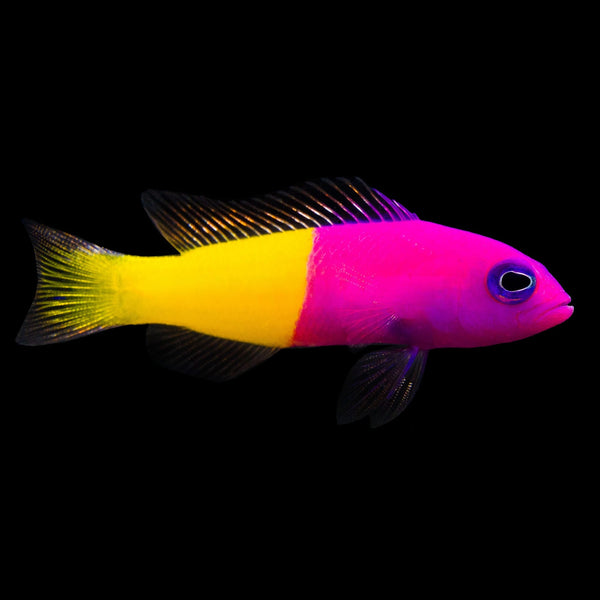 Bicolor Dottyback (Pictichromis Paccagnellae) saltwater aquarium fish