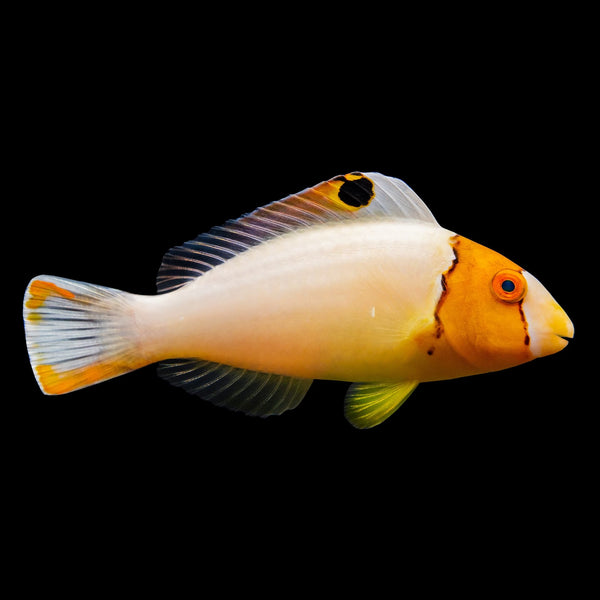 Bicolor Parrotfish (Cetoscarus Bicolor) saltwater aquarium fish