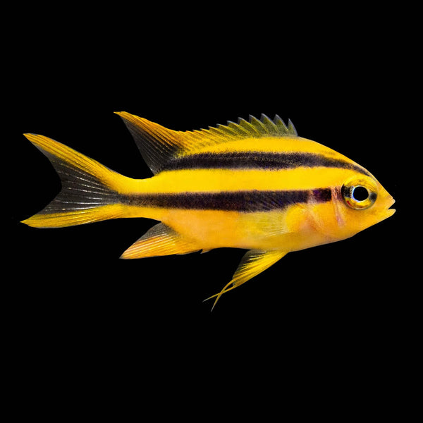 Black and Gold Chromis (Neoglyphidodon Nigroris) saltwater aquarium fish