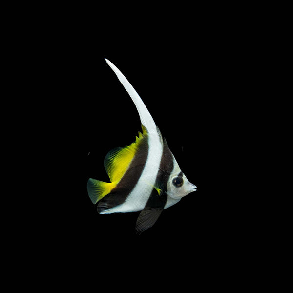 Black & White Heniochus Butterflyfish (Heniochus Acuminatus) saltwater aquarium fish