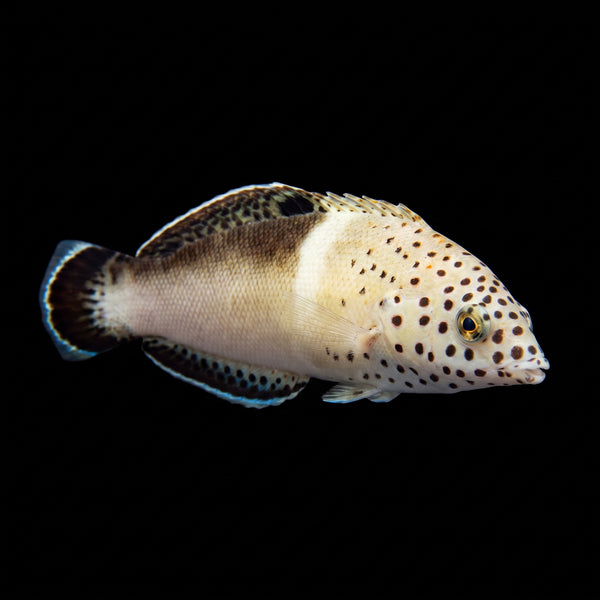 African Coris Wrasse (Coris Cuvieri) saltwater aquarium fish portrait