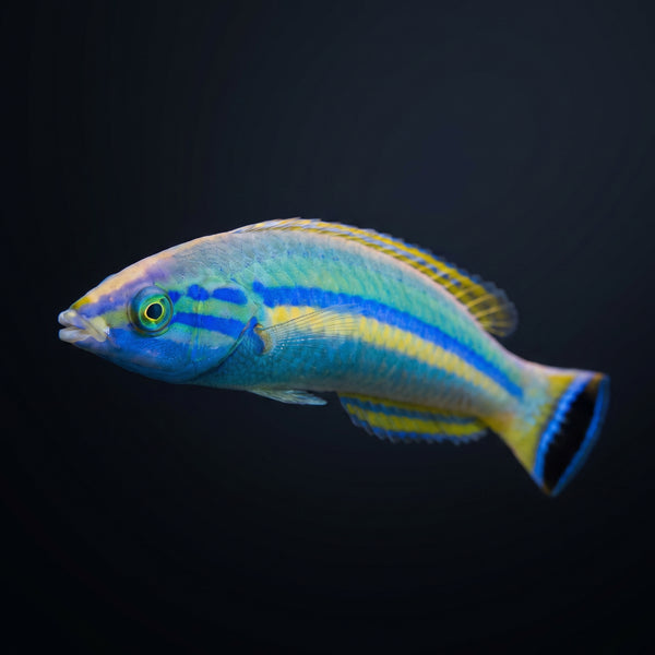 African Pencil Wrasse (Pseudojuloides Polackorum) saltwater aquarium fish portrait