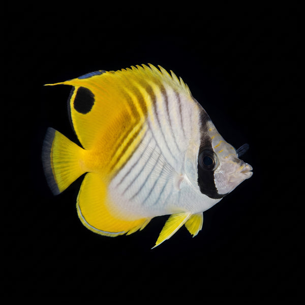Auriga Butterflyfish (Chaetodon auriga) saltwater aquarium fish portrait