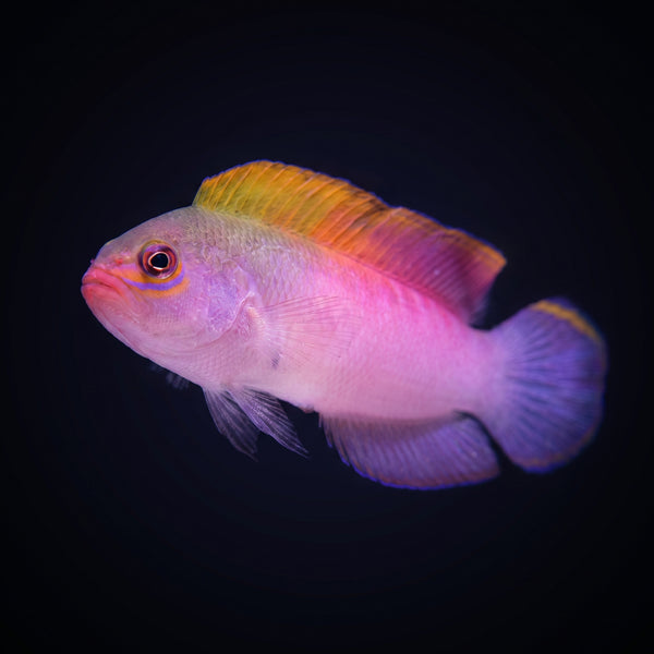 Australian Multi Color Dottyback saltwater aquarium fish portrait