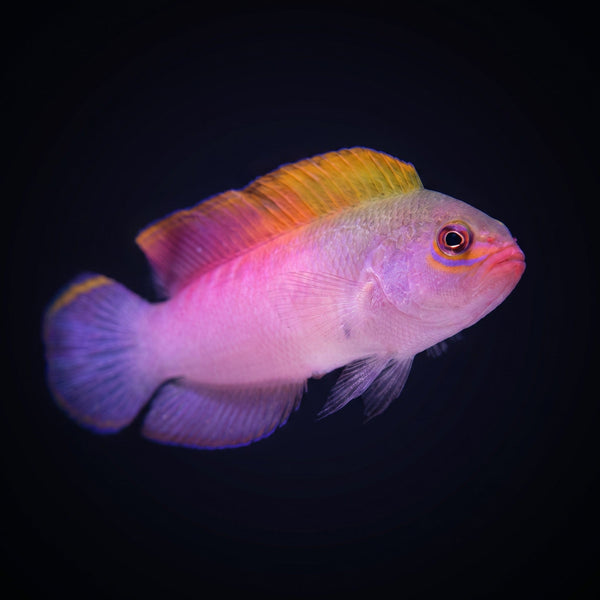 Australian Multi Color Dottyback saltwater aquarium fish portrait