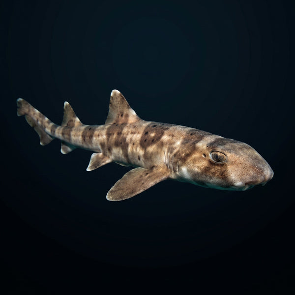 Bamboo Cat Shark (Chiloscyllium Punctatum) saltwater aquarium fish portrait