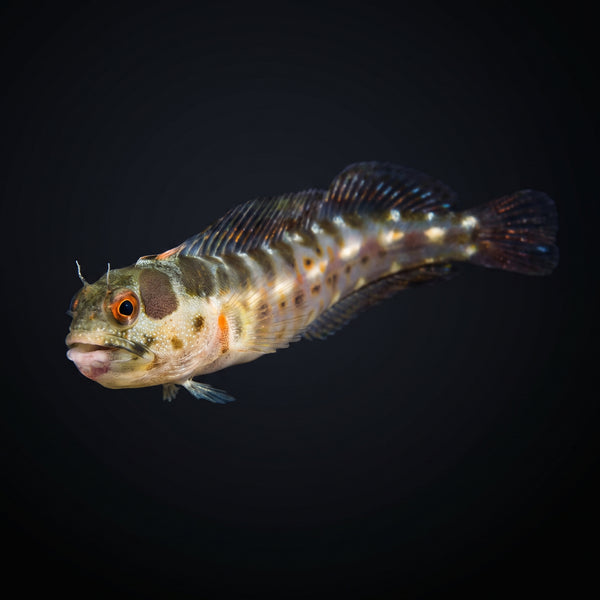 Barnacle Blenny saltwater aquarium fish portrait