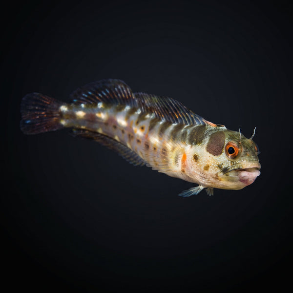 Barnacle Blenny saltwater aquarium fish portrait