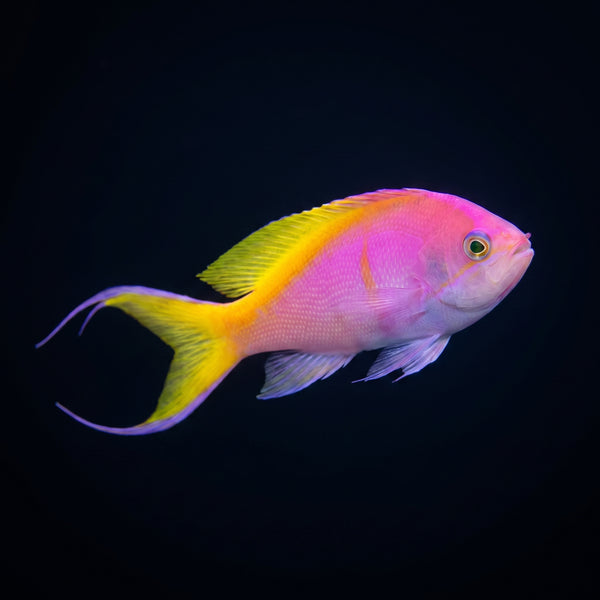 Bartlett’s Anthias (Pseudanthias bartlettorum) saltwater aquarium fish portrait