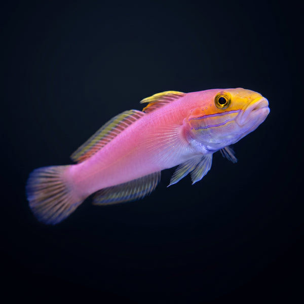 Bella Sleeper Goby (Valenciennea bella) saltwater aquarium fish portrait
