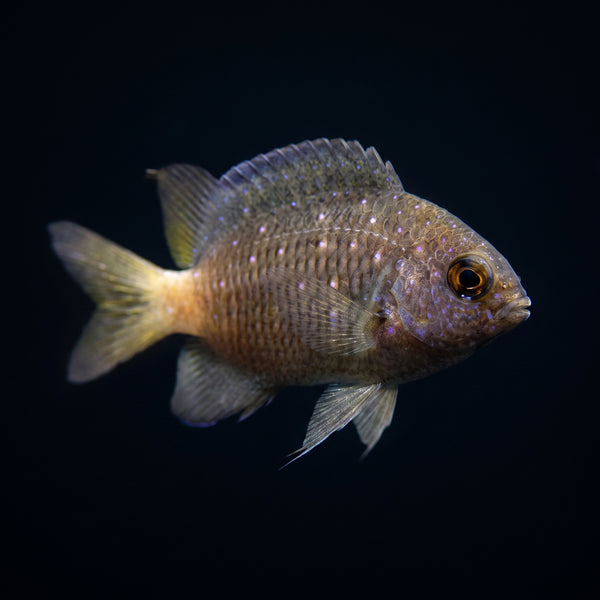 Bicolor Chromis (Pycnochromis Margaritifer) saltwater aquarium fish portrait