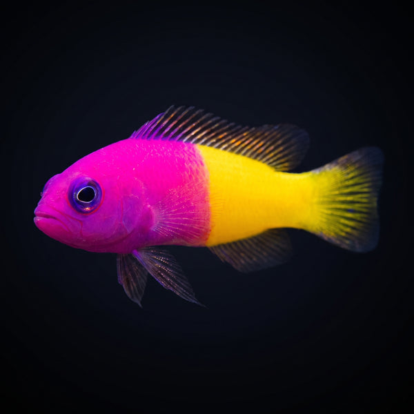 Bicolor Dottyback (Pictichromis Paccagnellae) saltwater aquarium fish portrait
