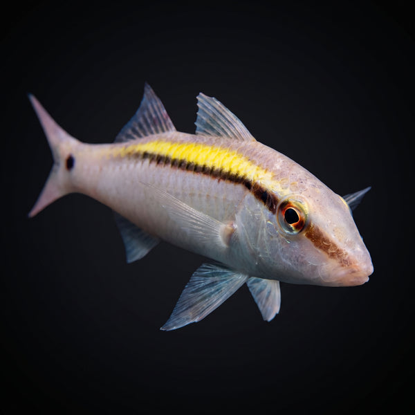 Bicolor Goatfish (Parupeneus Barberinoides) saltwater aquarium fish portrait