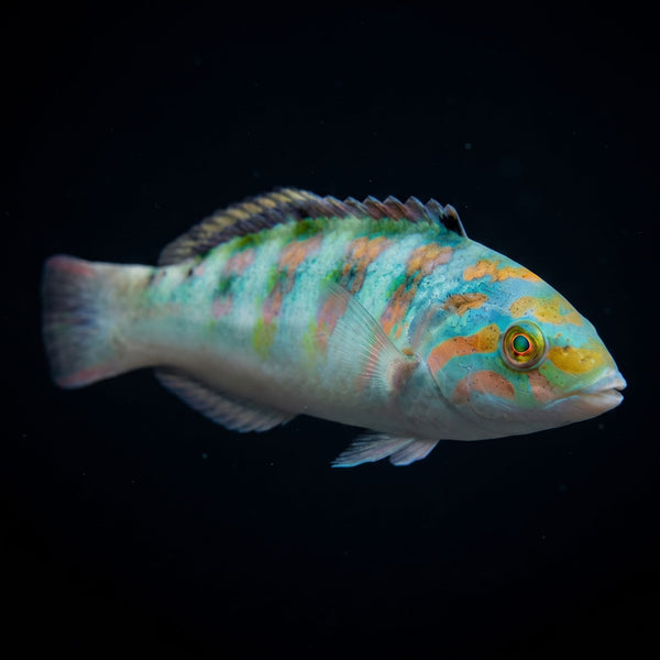 Hardwicke Wrasse (Thalassoma Hardwickii) saltwater aquarium fish portrait