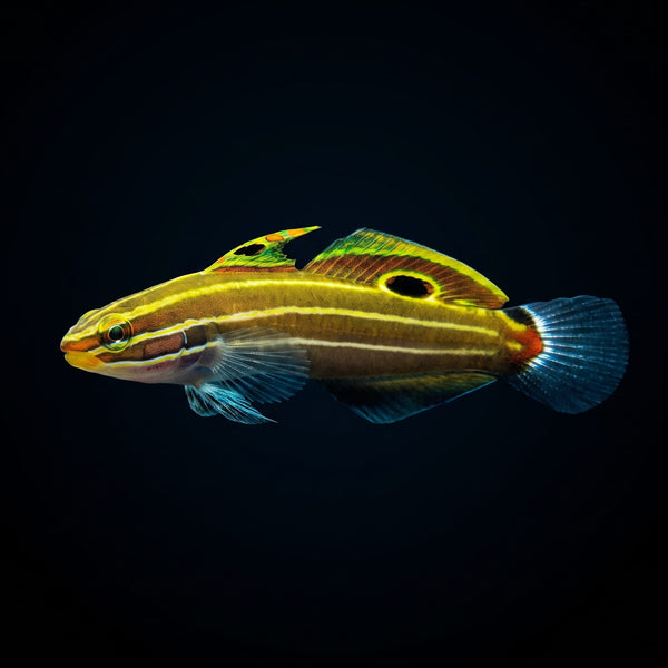 Hector's Goby (Koumansetta Hectori) saltwater aquarium fish portrait