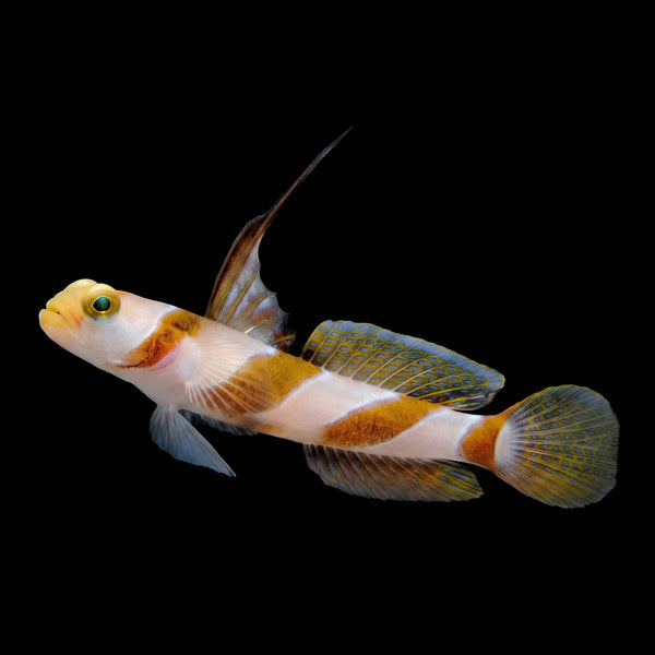 Hi Fin Goby (Stonogobiops Nematodes) saltwater aquarium fish portrait