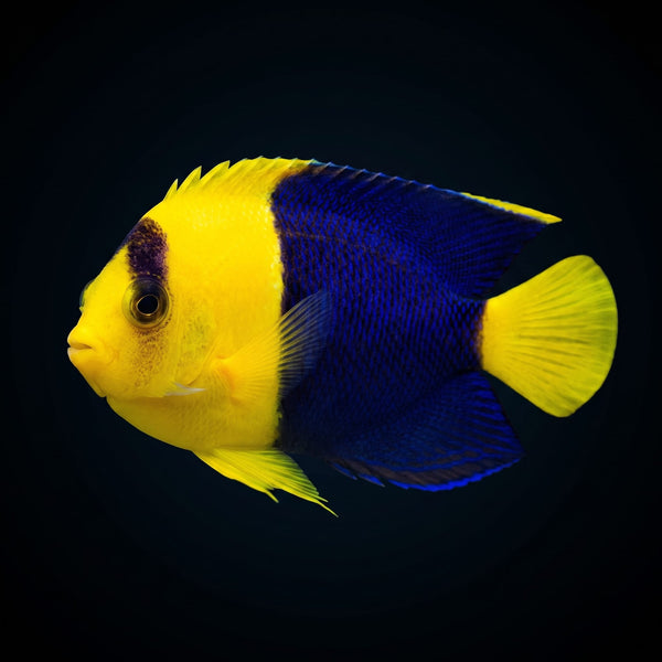 Interruptus Angelfish (Centropyge Interruptus) saltwater aquarium fish portrait