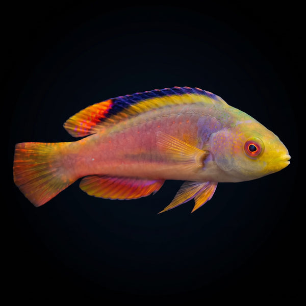Kato's Fairy Wrasse (Cirrhilabrus Katoi) saltwater aquarium fish portrait