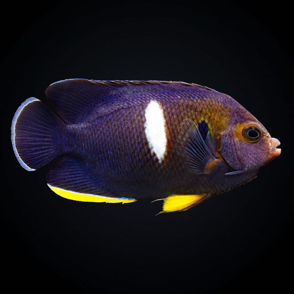 Keyhole Angelfish (Centropyge Tibicen) saltwater aquarium fish portrait