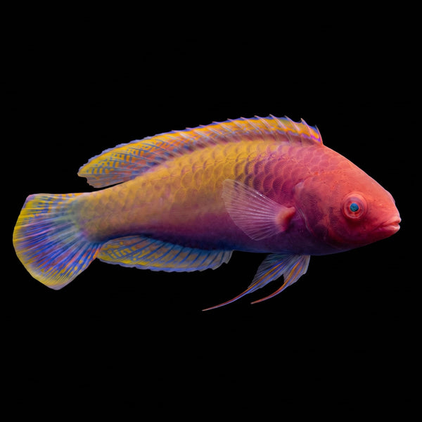 Ruby Head Fairy Wrasse (Cirrhilabrus Chaliasi) saltwater aquarium fish portrait