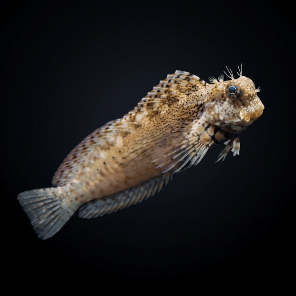 Sailfin Algae Blenny (Salarias fasciatus) saltwater aquarium fish