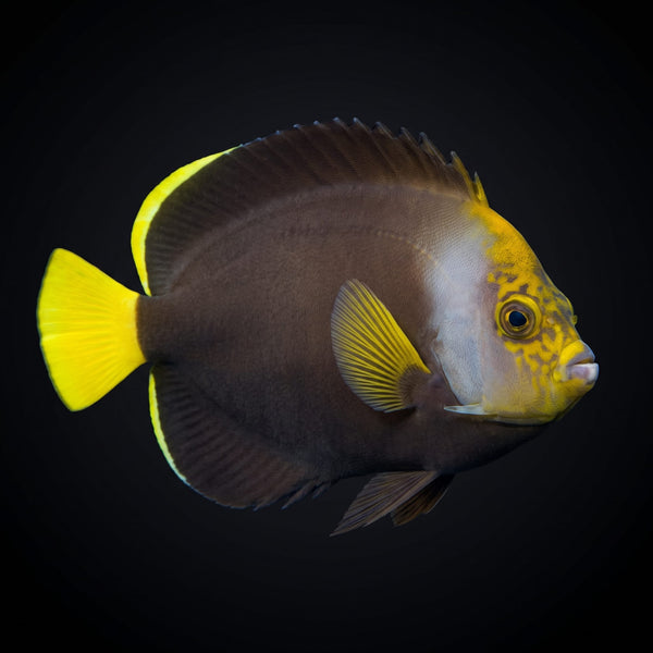 Scribbled Angelfish (Chaetodontoplus Duboulayi) saltwater aquarium fish portrait