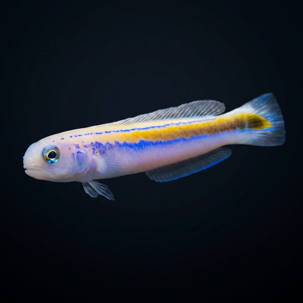 Skunk Tilefish (Hoplolatius Marcosi) saltwater aquarium fish portrait
