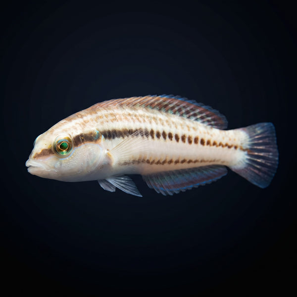 Slippery Dick Wrasse saltwater aquarium fish portrait
