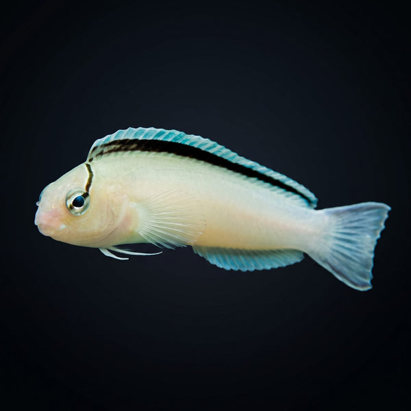 Smith's Blenny (Meiacanthus Smithii) saltwater aquarium fish portrait