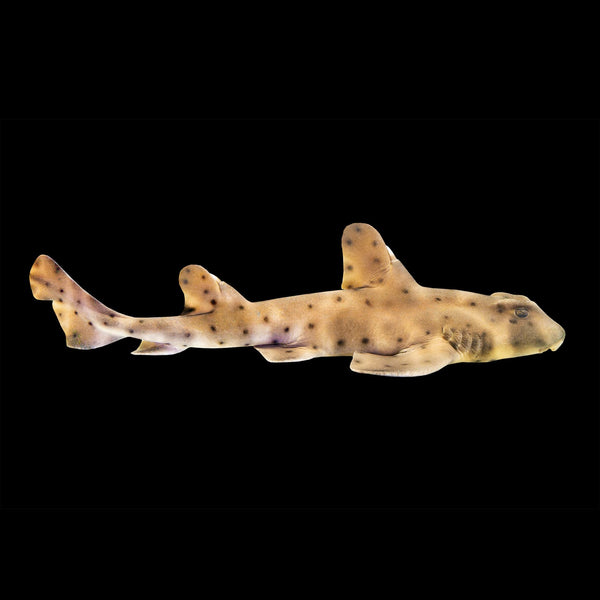 Horn Shark (Heterodontus Francisci) saltwater aquarium fish