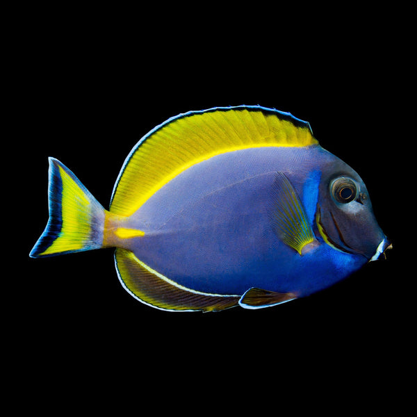 Hybrid Lieutenant x Orange Shoulder Tang (Acanthurus Tennenti X Olivaceus) saltwater aquarium fish