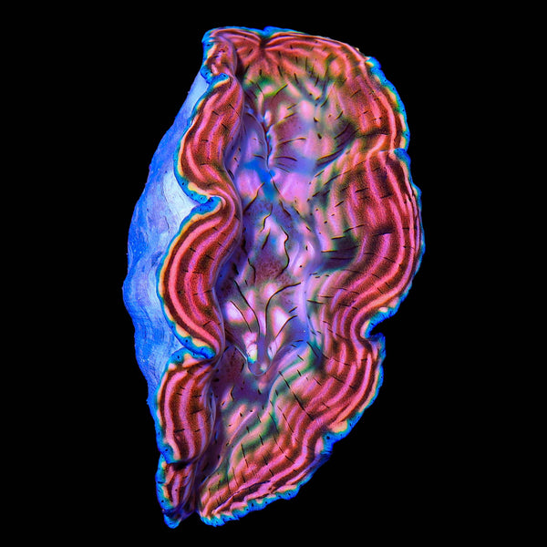 Derasa Clam (Tridacna derasa) saltwater invertebrate
