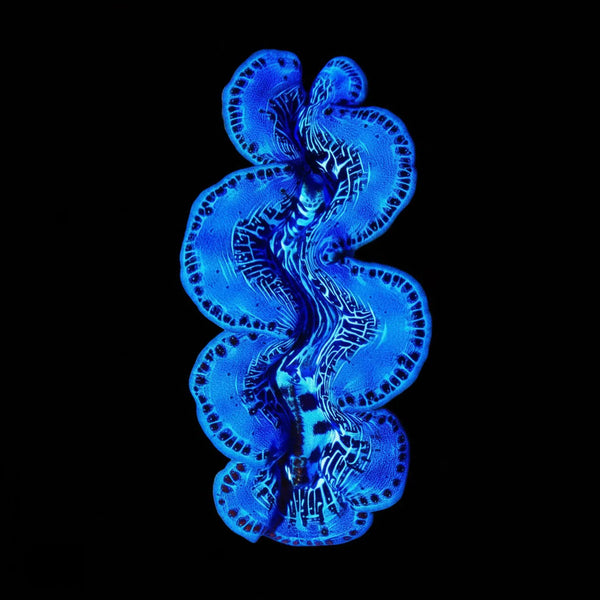 Maxima Clam (Tridacna maxima) saltwater invertebrate