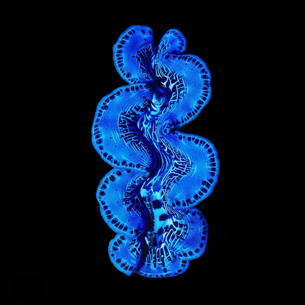 Maxima Clam (Tridacna maxima) saltwater invertebrate