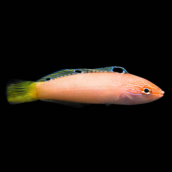 Jewelled Wrasse (Halichoeres Lapillus) saltwater aquarium fish