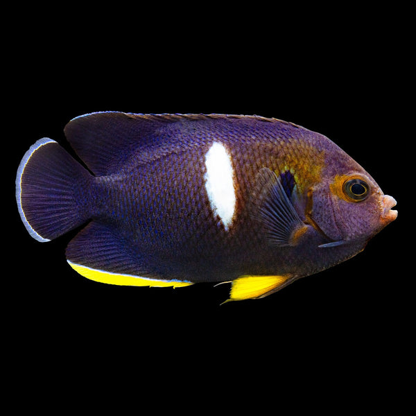 Keyhole Angelfish (Centropyge Tibicen) saltwater aquarium fish