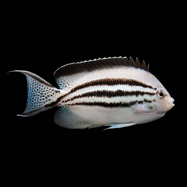 Lamarck Angelfish (Genicanthus Lamarck) saltwater aquarium fish