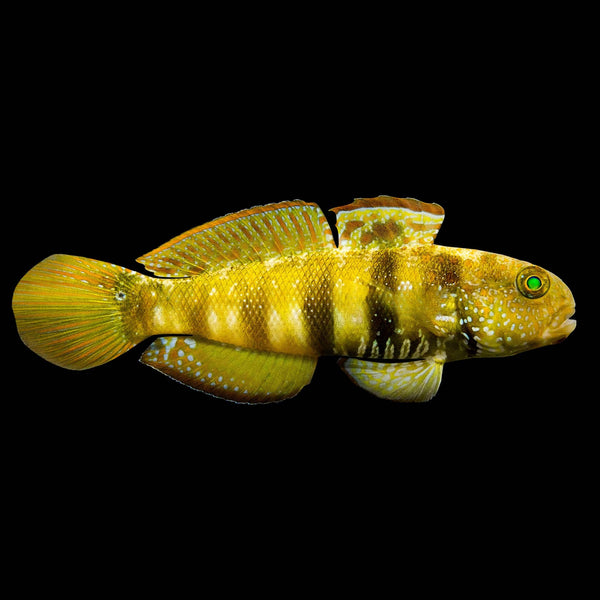 Link's Goby (Amblygobius Linki) saltwater aquarium fish