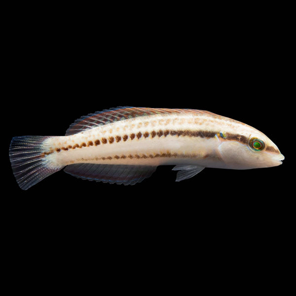 Slippery Dick Wrasse (Halichoeres Bivittatus) saltwater aquarium fish