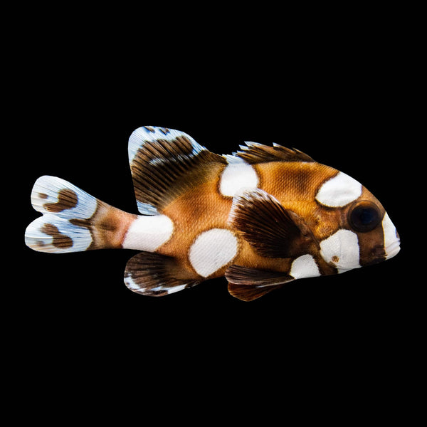 Spotted Sweetlips (Plectorhinchus Chaetodonoides) saltwater aquarium fish