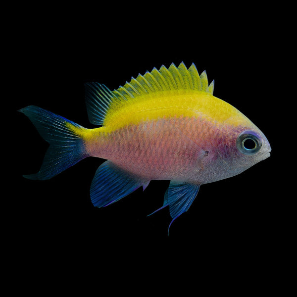 Sunshine Chromis (Chromis Insolata) saltwater aquarium fish