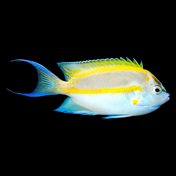 Swallowtail Angelfish (Genicanthus Melanospilos) saltwater aquarium fish
