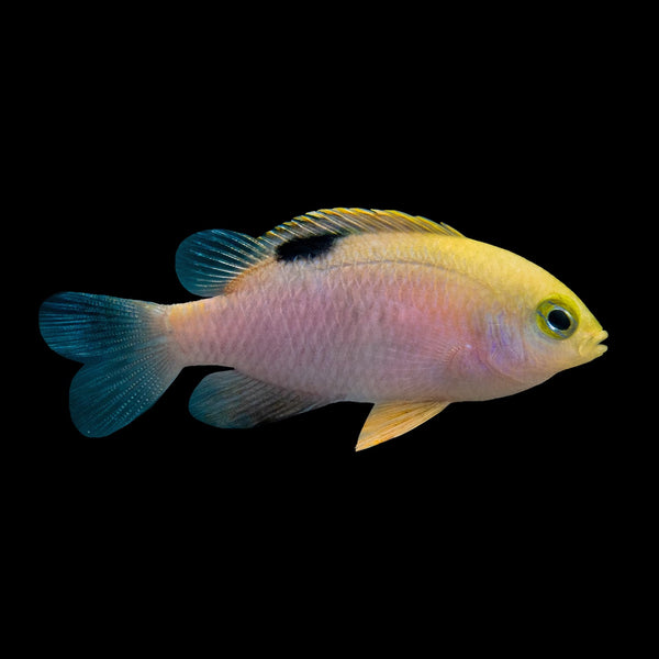 Talbot's Damselfish (Chrysiptera Talboti) saltwater aquarium fish