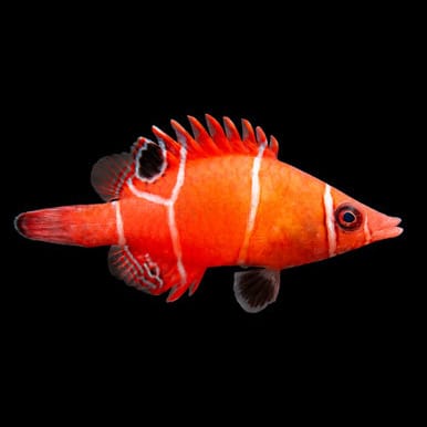 Tanaka's Pygmy Wrasse (Wetmorella Tanakai) saltwater aquarium fish