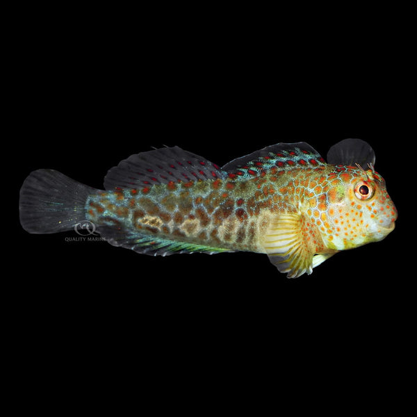 Tessellated Blenny (Hypsoblennius Invemar) saltwater aquarium fish